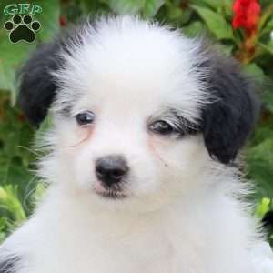 Justin, Maltipoo Puppy
