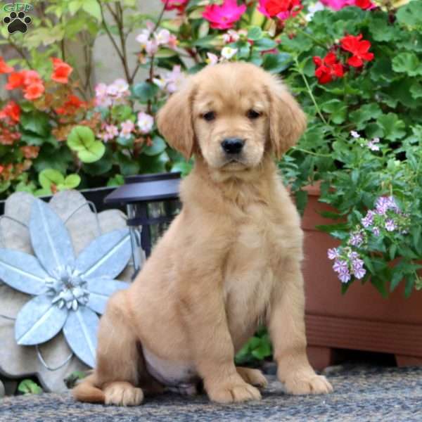 Justin, Golden Retriever Puppy