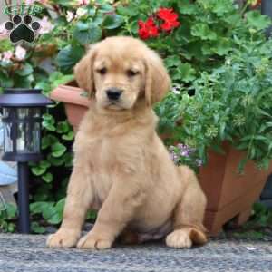 Justin, Golden Retriever Puppy