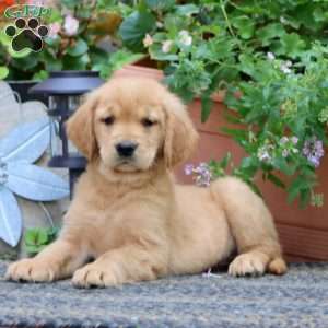 Justin, Golden Retriever Puppy