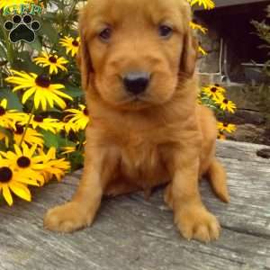 Yadon, Golden Irish Puppy