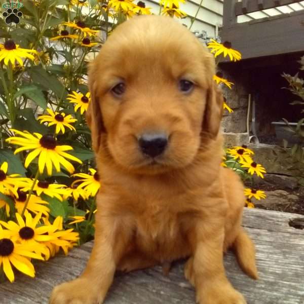 Yadon, Golden Irish Puppy