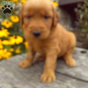 Yadon, Golden Irish Puppy