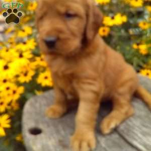 Yen, Golden Irish Puppy