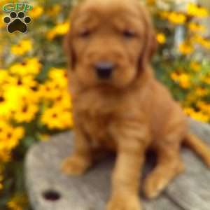Yen, Golden Irish Puppy