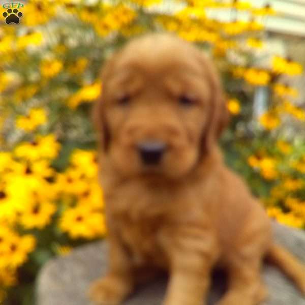 Yen, Golden Irish Puppy