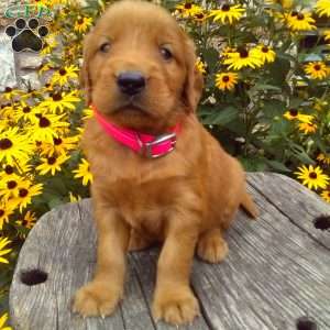 Yori, Golden Irish Puppy
