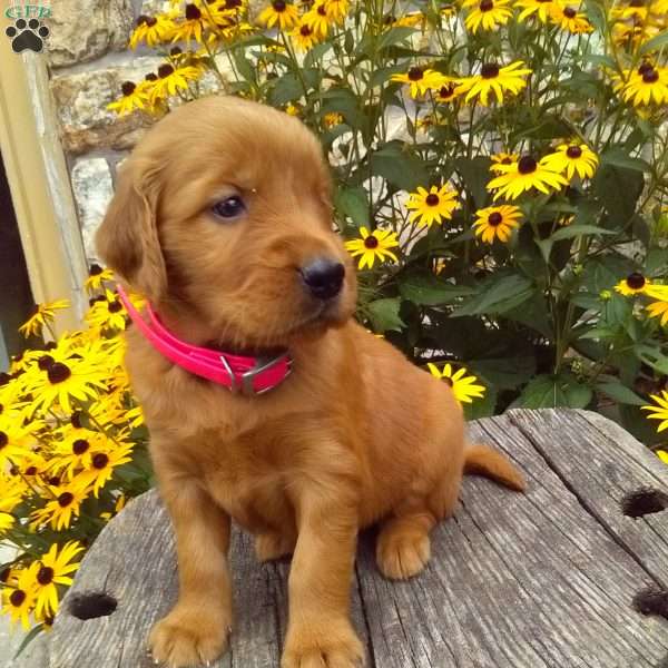 Yori, Golden Irish Puppy