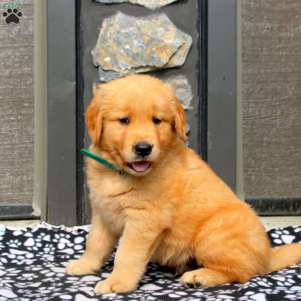Kade, Golden Retriever Puppy