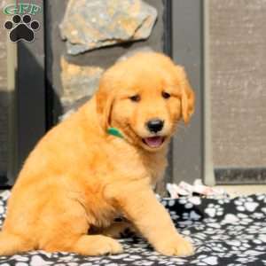 Kade, Golden Retriever Puppy