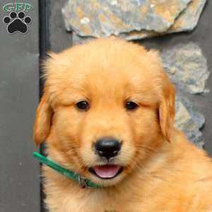 Kade, Golden Retriever Puppy