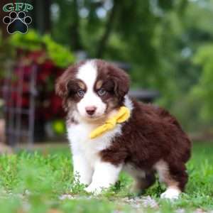 Kai, Miniature Australian Shepherd Puppy