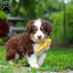 Kai, Miniature Australian Shepherd Puppy