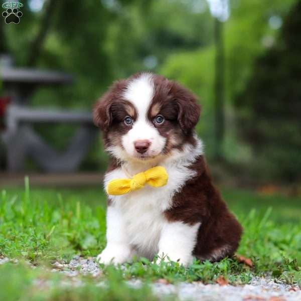 Kai, Miniature Australian Shepherd Puppy