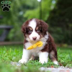 Kai, Miniature Australian Shepherd Puppy