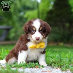 Kai, Miniature Australian Shepherd Puppy