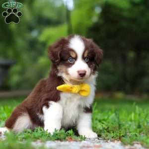 Kai, Miniature Australian Shepherd Puppy