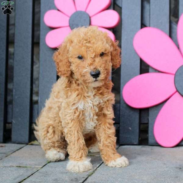 Kai, Mini Goldendoodle Puppy