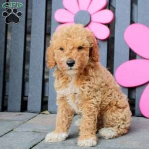 Kai, Mini Goldendoodle Puppy