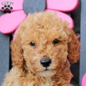Kai, Mini Goldendoodle Puppy