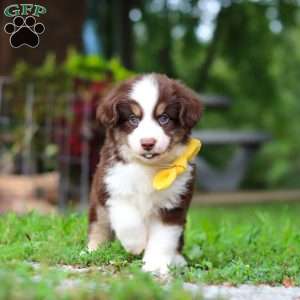 Kai, Miniature Australian Shepherd Puppy