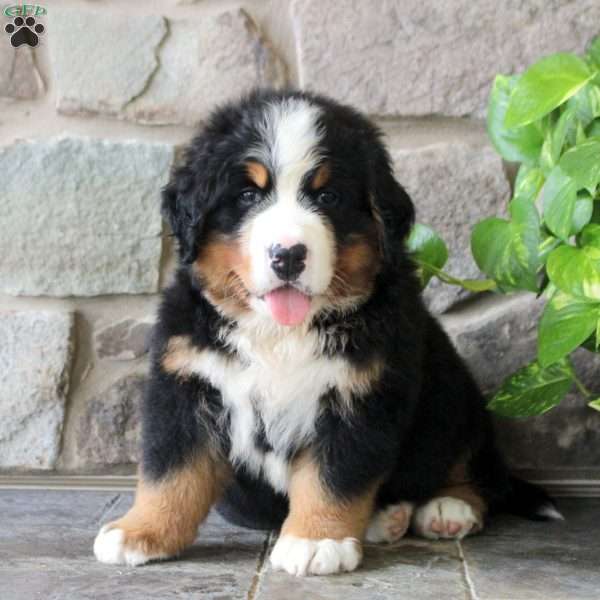 Kaleb, Bernese Mountain Dog Puppy