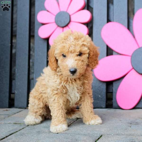 Kaleb, Mini Goldendoodle Puppy