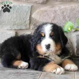 Kaleb, Bernese Mountain Dog Puppy