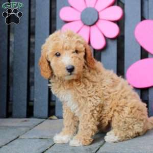 Kaleb, Mini Goldendoodle Puppy