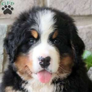 Kaleb, Bernese Mountain Dog Puppy