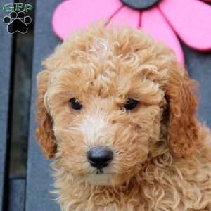 Kaleb, Mini Goldendoodle Puppy