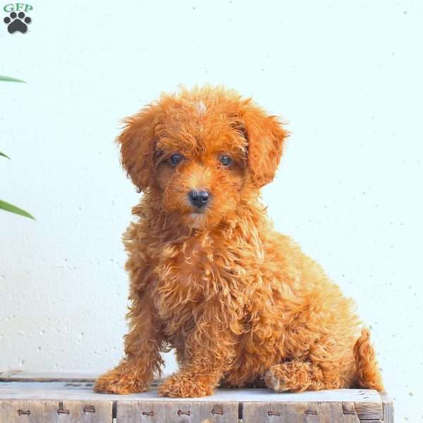 Kallie, Toy Poodle Puppy