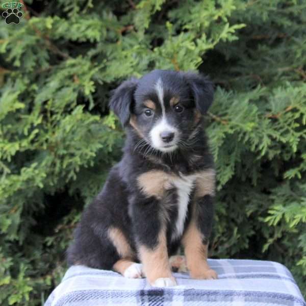 Kandy, Miniature Australian Shepherd Puppy