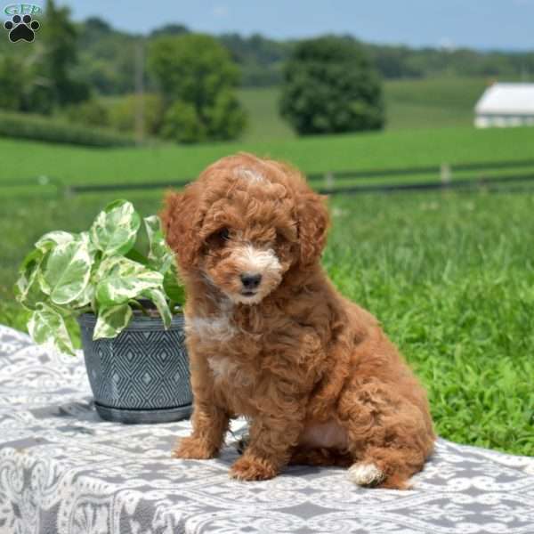 Kandy, Miniature Poodle Puppy