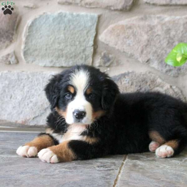 Kandy, Bernese Mountain Dog Puppy