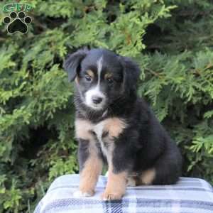Kandy, Miniature Australian Shepherd Puppy