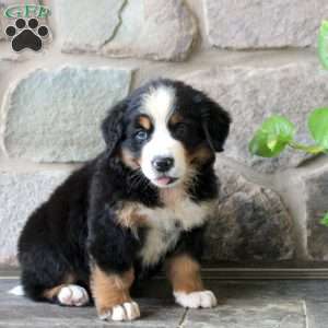 Kandy, Bernese Mountain Dog Puppy