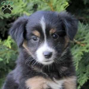 Kandy, Miniature Australian Shepherd Puppy