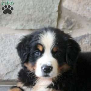 Kandy, Bernese Mountain Dog Puppy