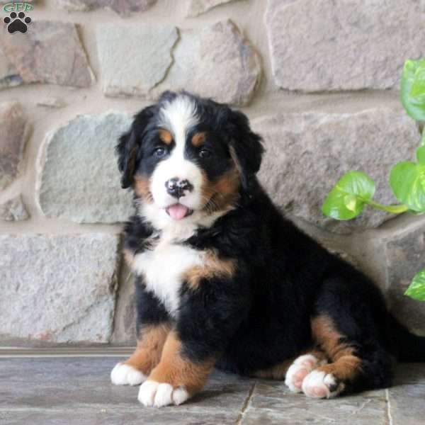 Karen, Bernese Mountain Dog Puppy