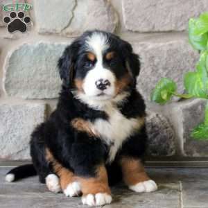 Karen, Bernese Mountain Dog Puppy