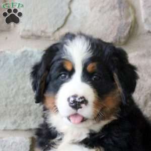 Karen, Bernese Mountain Dog Puppy