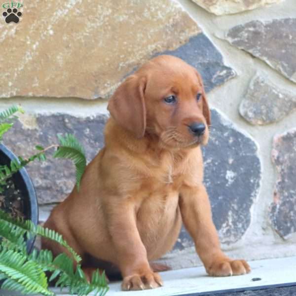 Karen, Fox Red Labrador Retriever Puppy