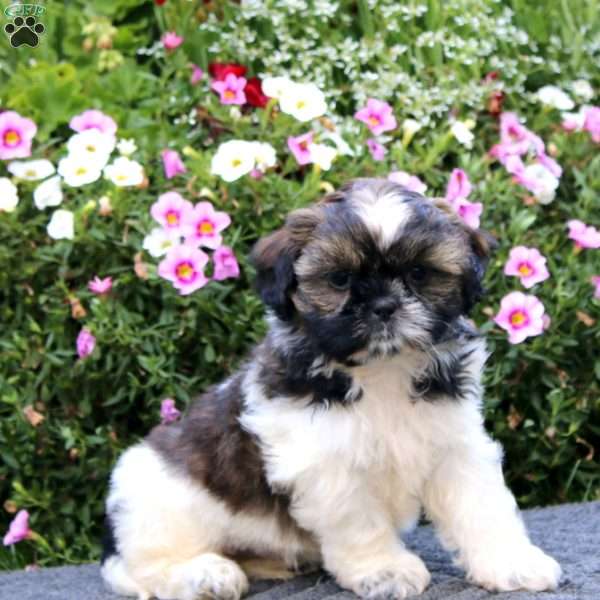Karen, Shih Tzu Puppy
