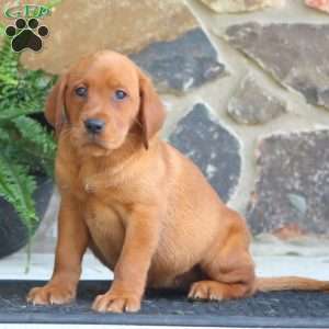Karen, Fox Red Labrador Retriever Puppy