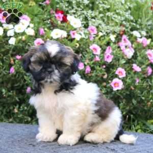 Karen, Shih Tzu Puppy