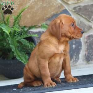 Karen, Fox Red Labrador Retriever Puppy