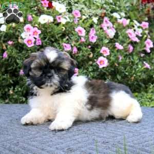 Karen, Shih Tzu Puppy