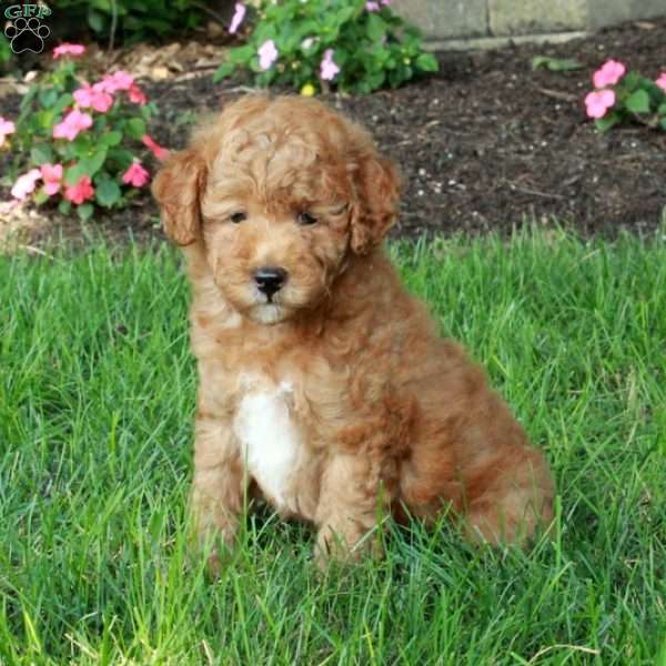 Karl, Mini Goldendoodle Puppy