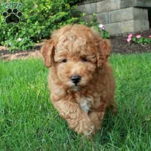 Karl, Mini Goldendoodle Puppy